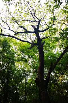 吉林风景