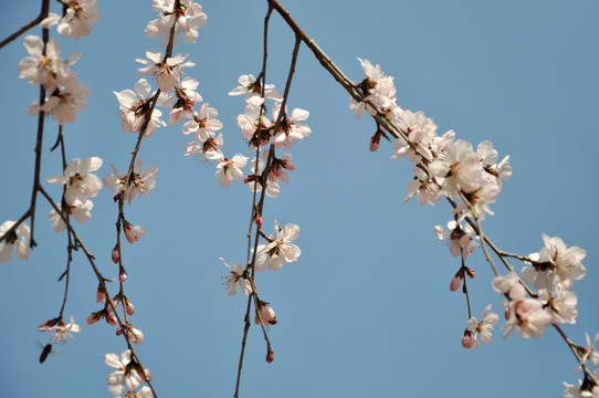 桃花盛开蜜蜂忙