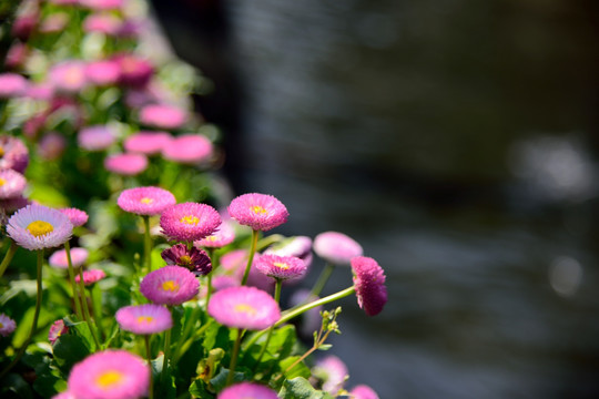 河边雏菊