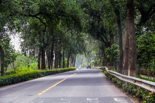 林荫道路