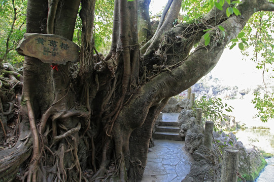 天星桥风景区榕树