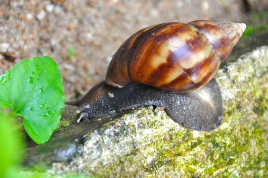 野生蜗牛