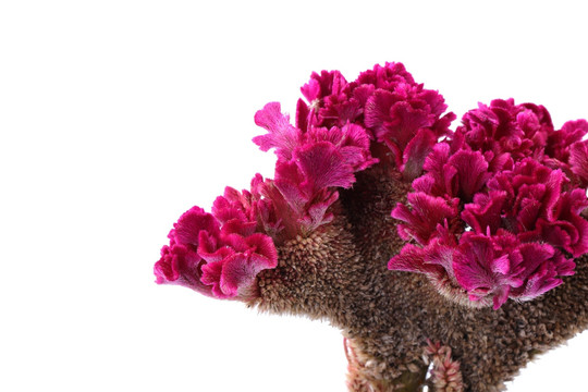 雞冠花