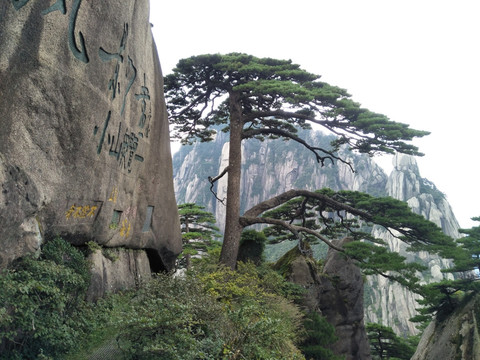 黄山迎客松