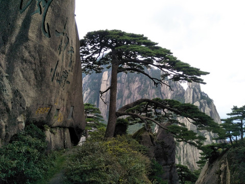 黄山迎客松