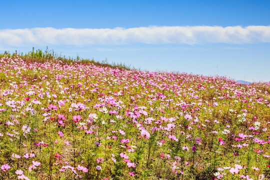 坝上草原的格桑花