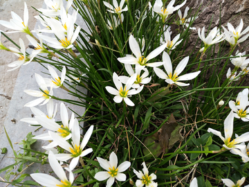 白色盛开的花