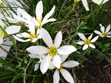 淡雅的白花