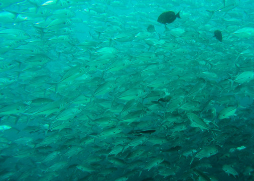 海底鱼群