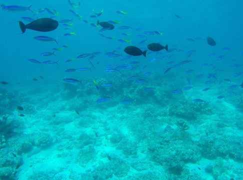 水族馆深海鱼群