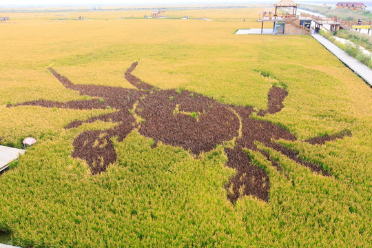 盘锦红海滩稻梦空间稻田画螃蟹