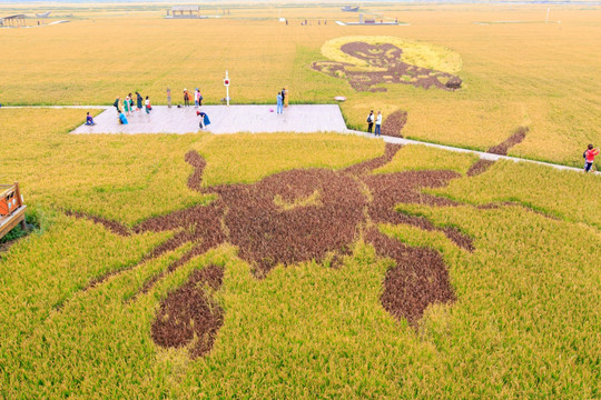 盘锦红海滩稻梦空间稻田画螃蟹