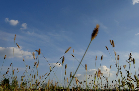 野草地