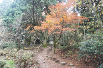 庐山枫叶