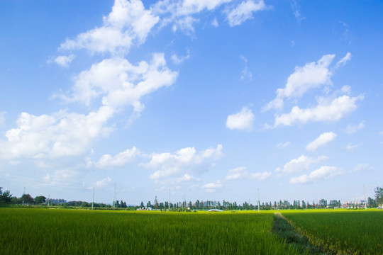 田野