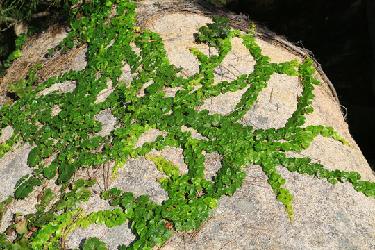 山石爬山虎