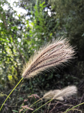 狗尾巴草特写