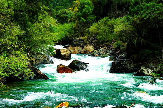青藏高原森林河流