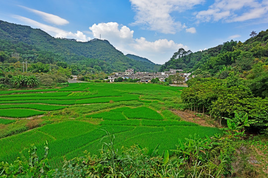 杨池古村全景