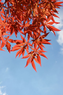 枫叶与天空