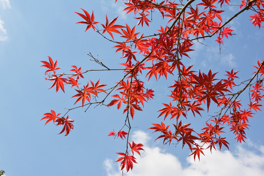 枫叶与天空