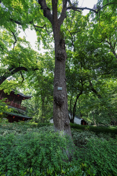 栖霞山风光