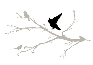 鳥(niǎo)