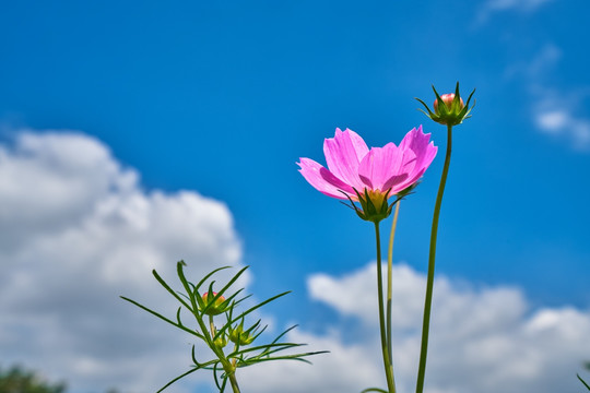 格桑花