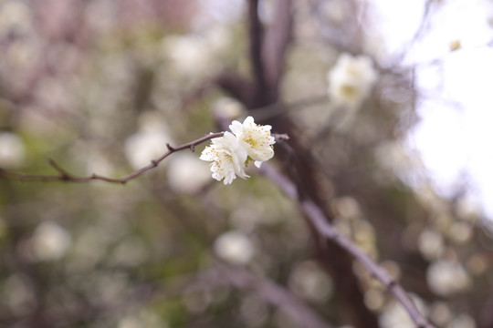 梅花