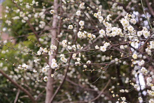 梅花