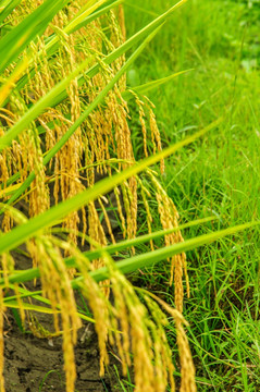 成熟水稻近摄