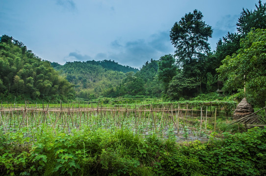 山林风光