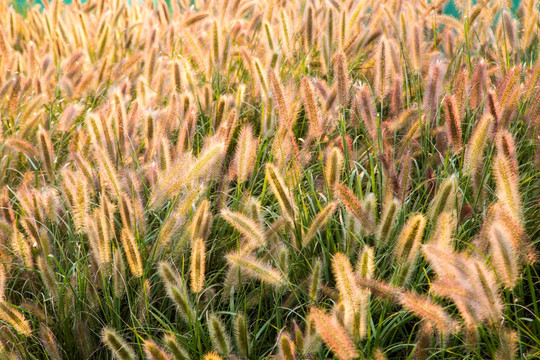 夕阳下的狼尾草