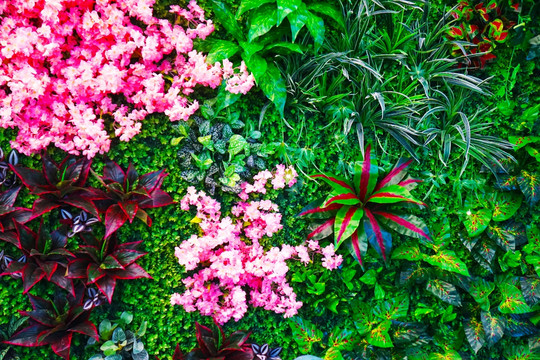 绿植花植墙