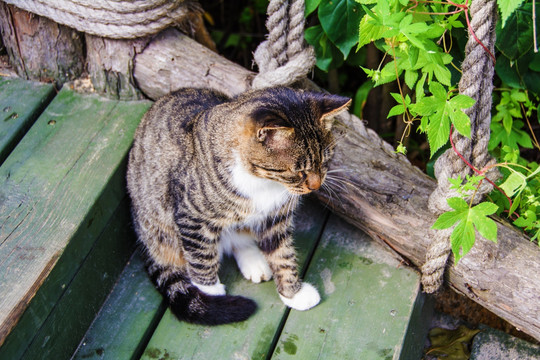 一只在木梯上坐着的黑纹花猫