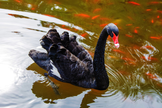 一只水上游走的黑天鹅