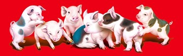 小豬