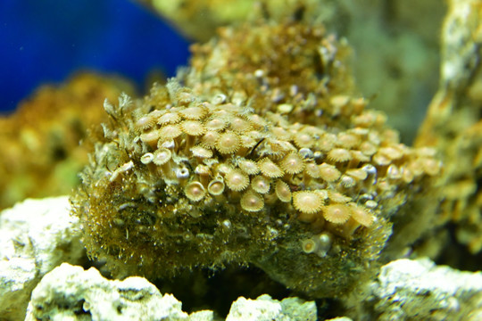 珊瑚虫海底世界