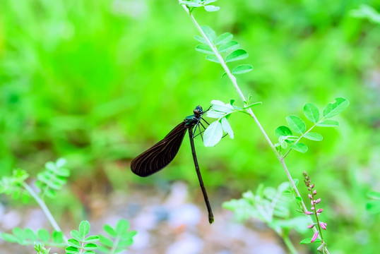 黑蜻蜓