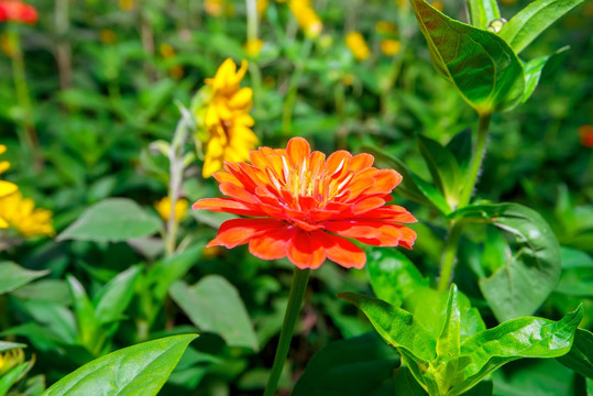 百日菊