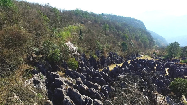 奥陶纪石林