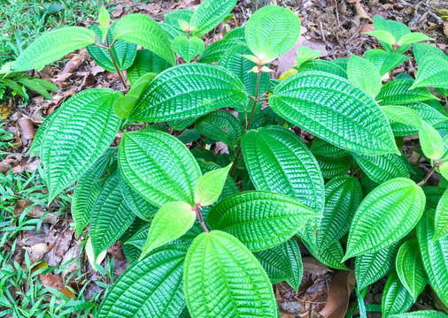 柏拉木冷水花