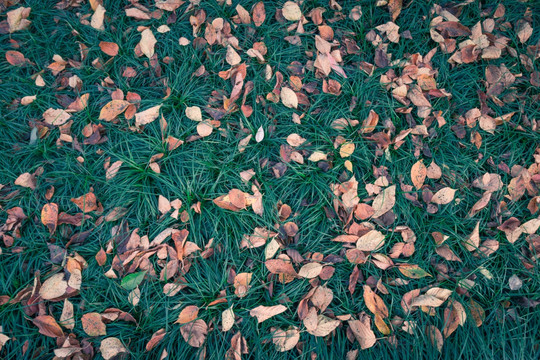 秋天草坪落叶