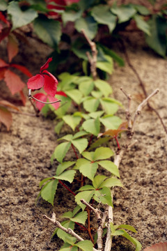 节节攀高峰