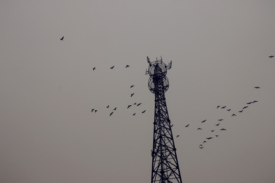 通信基站和乌鸦