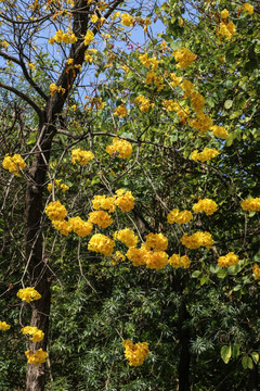 黄花风铃木花