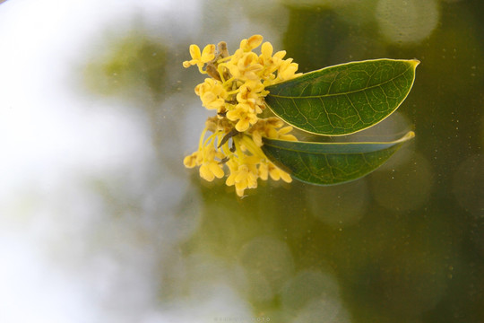 桂花