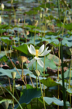 莲蓬中的莲花