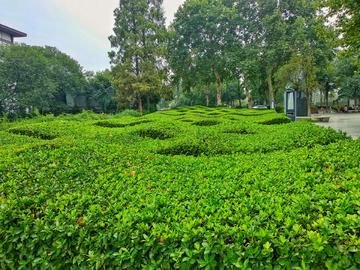 公园绿化风景