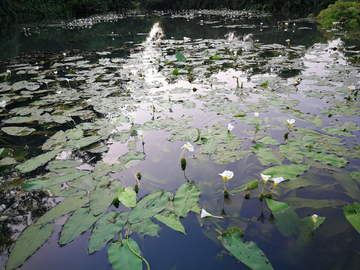 水菜花